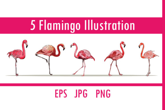 Download 5 Flamingo Illustration Bundle - Premium Bundle